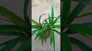 Dracena plant 🌵gardening homegarden gardentour hindisong bollywoodsongs [upl. by Aiekahs]