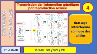 Brassage interchromosomique des allèles description détaillée  exemples dillustration [upl. by Ahsinned910]