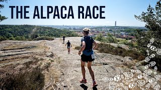 The Alpaca Race  Getting ready for UTMB [upl. by Bushweller61]