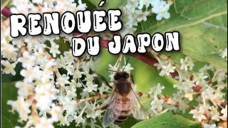 Renouée du Japon plante médicinale enfin trouvé [upl. by Tina]