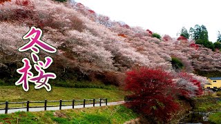 TOYOTA Winter Cherry blossoms are in full bloom at the Car city 川見四季桜の里 4K TOYOTA 四季桜 桜 [upl. by Tilda]