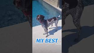 my best German Shorthaired Pointer GSP 🙃😬🐶new shorts ytshorts viral viralshorts [upl. by Charteris]