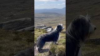 🏴󠁧󠁢󠁳󠁣󠁴󠁿⛰️🥾When the climb is worth the effort scotland munro hikingwithdogs shorts [upl. by Noseaj]