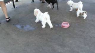 Sammee cavachon puppy hanging out  the dog park [upl. by Atinej]