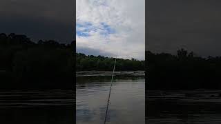 Whopper plopper getting it done Top water action fishing bassfishing [upl. by Morty]