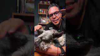 Dale un masaje relajante a tu perrito [upl. by Aggie]