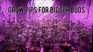 GROW BIGGER BUDS LEAF STRIPPING BEFORE amp AFTER RESULTS TOPPING AND TRANSPLANTING CANNABIS [upl. by Vernita]