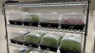 New Aquarium Plant Rack  Propagation Domes  Rooted Water Wisteria [upl. by Eanej]