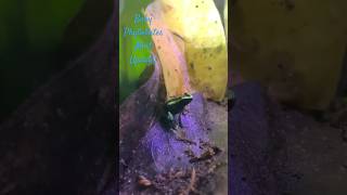 Baby phyllobates mint update terrarium plants animal animals animallover frogs frog plant [upl. by Holt]