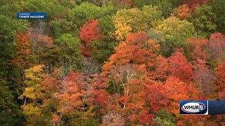 Grow it Green Benefits of trees [upl. by Letnom]