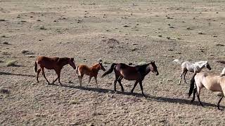 Wild Horses near Hattie [upl. by Nibroc]