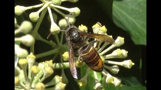 Aziatische hoornaar Vespa velutina mannetje [upl. by Estrella]