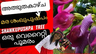 ഒരു vearaity പൂമരം  flowering tree Shankupushpa treeClitoria arborea [upl. by Sage]