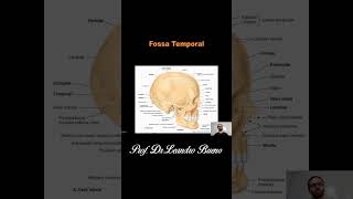 Fossa Temporal  Anatomia  Anatomia Humana [upl. by Llerrit]