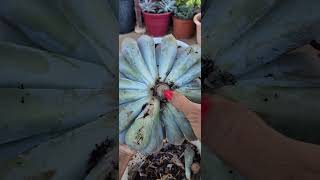 how to prune succulent stem rotting parts [upl. by Fonseca]