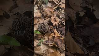 Les morilles communes sont là  morilles champignons cueillette [upl. by Card]