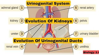 Urinogenital System  Evolution Of Kidneys amp Urinogenital Ducts [upl. by Javler]