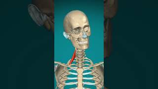 Scalenus anterior muscle action  vertebral column contra lateral rotation anatomy humanbiology [upl. by Marge]