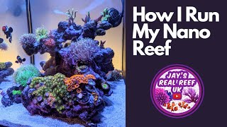 How I Run My Nano Reef Tank  Setup Water Parameters Lighting Dosing and Feeding All in 30 mins💫 [upl. by Yar]