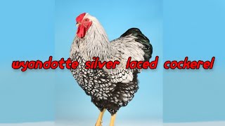 Silver Laced Wyandotte Rooster [upl. by Einnalem]