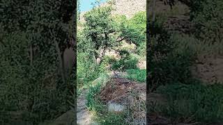 تک نگاه به طبیعت nature jaghori جاغوری [upl. by Byrdie]