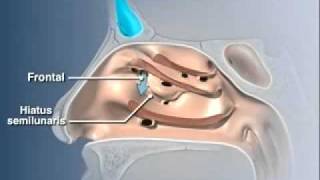 Anatomy of the Nasal Cavitymov [upl. by Seni]