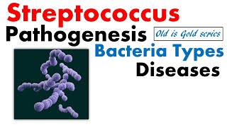 Streptococcus bacteria microbiology  pathogenesis disease infection toxin treatment [upl. by Markland]