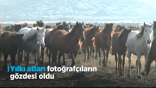 Yılkı atları fotoğrafçıların gözdesi oldu [upl. by Nylaras]