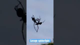 spiderfight between two male gardenspiders [upl. by Cherianne421]