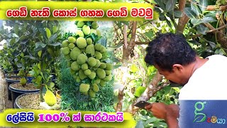 ගහ පොඩි කාලෙම බත් ගසේ ගෙඩි ගමු how to grow jack plant [upl. by Artap]