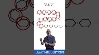 Whats the difference between monomers and polymers apbiology biochemistry [upl. by Vernor620]