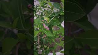 Cherry 🍒 tree cherry plant gardening shorts yt video [upl. by Yrdua689]