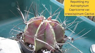 Repotting my Astrophytum Capricorne var crassispinum Cactus cactus cactusplant [upl. by Yrokcaz994]