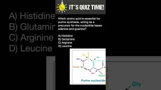 Purine synthesis which amino acid is a precursor for the nucleotide bases adenine and guanine [upl. by Illak]