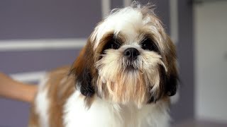 5 MONTH OLD LHASA APSO PUPPY FIRST GROOMING ✂️❤️🐶 [upl. by Ardnekat]