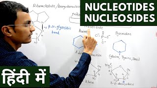 Nucleotides and Nucleosides in Hindi [upl. by Niala]