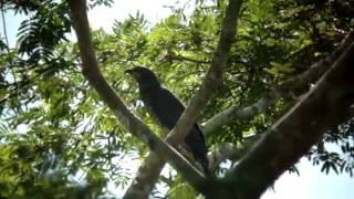 Hook billed Kite [upl. by Corri210]