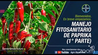 Manejo fitosanitario de paprika 1° parte  Agro Bayer Perú [upl. by Dilahk]