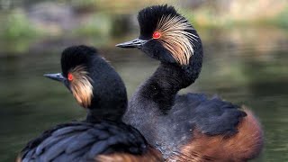 Black necked grebe Podiceps nigricollis sound  Call and song [upl. by Dihgirb]