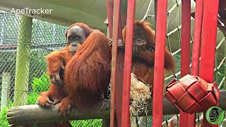 Orangutan Overreacting To Suprise  Bulu funnyanimals [upl. by Akcinehs]