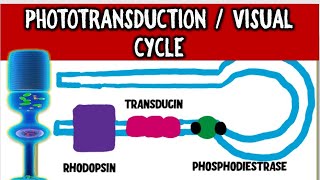 From Light to Vision Demystifying the PHOTOTRANSDUCTION CASCADE and VISUAL CYCLE [upl. by Sussna330]