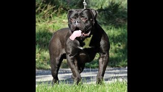 Meet the Evolution Bloodline  Olde English Bulldogge [upl. by Marketa]