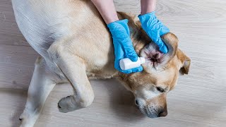 How to Treat a Dog Ear Infection With Home Remedies [upl. by Ydnahs]