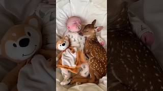 baby deer deer babydeer shorts animals [upl. by Jenda]