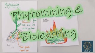 Phytomining amp Bioleaching  GCSE Chemistry [upl. by Ragde432]