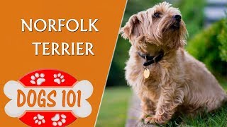 Dogs 101  Norfolk Terrier  Top Dog Facts About the Norfolk Terrier [upl. by Narda]