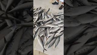 Muscat Oman fish 🐠🐟 market al seeb soq injoy friend please subscribe my channel gulfseafood seafo [upl. by Eyahs]