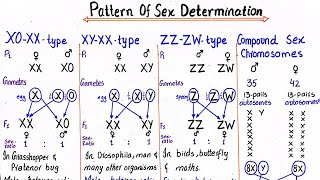 Patterns of sex determination  class 12 [upl. by Mareah874]