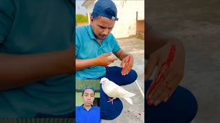 1m🥹Kabutar 😰ne apne Malik ki madad😰 ki hath katne perpigeon viral new short video [upl. by Aihsela576]