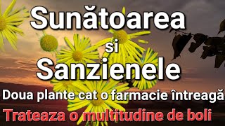 Doua plante cat o farmacie întreagaTrateaza întregul organismSunatoarea Sanzienele [upl. by Garwood]